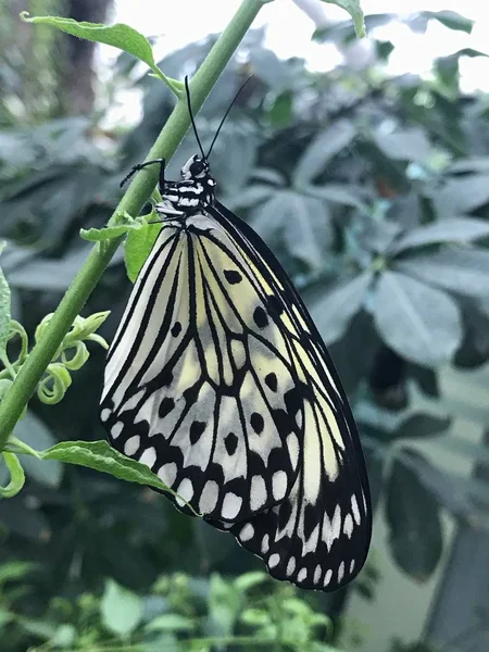 Febrero 2019 Konya Turkey Konya Tropical Butterfly Garden Jardín Que —  Fotos de Stock