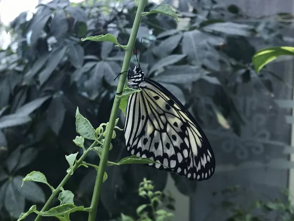 Febrero 2019 Konya Turkey Konya Tropical Butterfly Garden Jardín Que —  Fotos de Stock