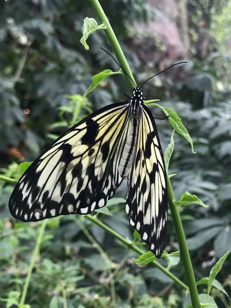 Febrero 2019 Konya Turkey Konya Tropical Butterfly Garden Jardín Que —  Fotos de Stock