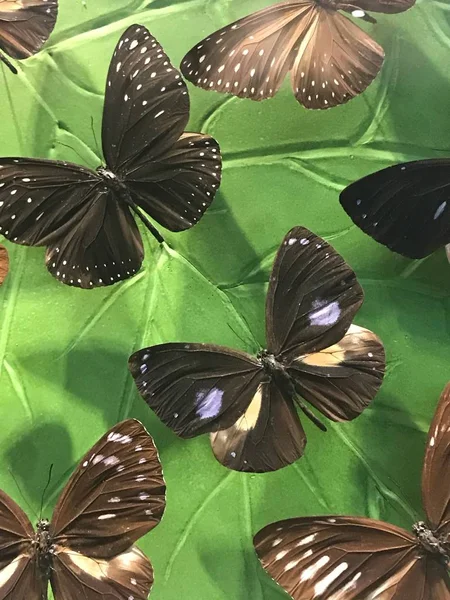 Febrero 2019 Konya Turkey Konya Tropical Butterfly Garden Jardín Que —  Fotos de Stock
