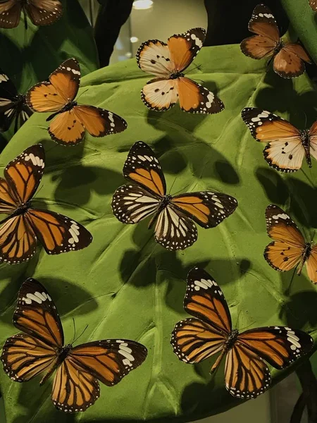 Febrero 2019 Konya Turkey Konya Tropical Butterfly Garden Jardín Que —  Fotos de Stock