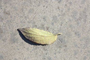 Şehir parkında yerde kurutulmuş yaprak.