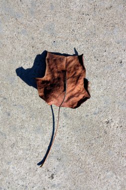 Şehir parkında yerde kurutulmuş yaprak.