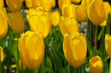Lale, zambak giller familyasından çok yıllık, soğanlı bitkilerden oluşan bir Avrasya ve Kuzey Afrika cinsine ait bir inanca ait bir bitkidir. Bu gösterişli çiçekler ile otsu bir bitki, hangi yaklaşık 75 yabani türler şu anda kabul edilmektedir.