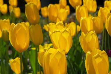 Lale, zambak giller familyasından çok yıllık, soğanlı bitkilerden oluşan bir Avrasya ve Kuzey Afrika cinsine ait bir inanca ait bir bitkidir. Bu gösterişli çiçekler ile otsu bir bitki, hangi yaklaşık 75 yabani türler şu anda kabul edilmektedir.