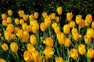 Lale, zambak giller familyasından çok yıllık, soğanlı bitkilerden oluşan bir Avrasya ve Kuzey Afrika cinsine ait bir inanca ait bir bitkidir. Bu gösterişli çiçekler ile otsu bir bitki, hangi yaklaşık 75 yabani türler şu anda kabul edilmektedir.