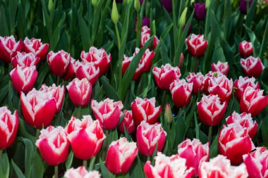 Lale, zambak giller familyasından çok yıllık, soğanlı bitkilerden oluşan bir Avrasya ve Kuzey Afrika cinsine ait bir inanca ait bir bitkidir. Bu gösterişli çiçekler ile otsu bir bitki, hangi yaklaşık 75 yabani türler şu anda kabul edilmektedir.