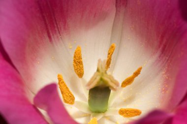 Lale, zambak giller familyasından çok yıllık, soğanlı bitkilerden oluşan bir Avrasya ve Kuzey Afrika cinsine ait bir inanca ait bir bitkidir. Bu gösterişli çiçekler ile otsu bir bitki, hangi yaklaşık 75 yabani türler şu anda kabul edilmektedir.