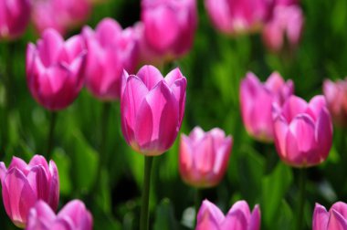 Lale, nilüfer ailesinde bulunan, gösterişli çiçekleri olan, otsu, çok yıllık, soğanlı bitkilerden oluşan Avrasya ve Kuzey Afrika cinleridir.. 