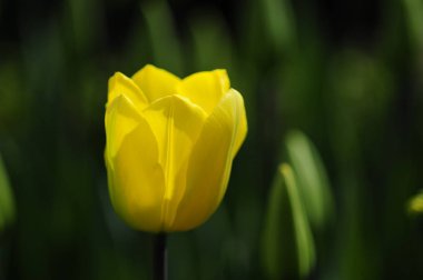 Lale, nilüfer ailesinde bulunan, gösterişli çiçekleri olan, otsu, çok yıllık, soğanlı bitkilerden oluşan Avrasya ve Kuzey Afrika cinleridir.. 