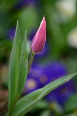 Lale, nilüfer ailesinde bulunan, gösterişli çiçekleri olan, otsu, çok yıllık, soğanlı bitkilerden oluşan Avrasya ve Kuzey Afrika cinleridir.. 