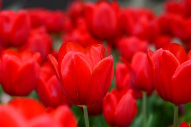 Lale, nilüfer ailesinde bulunan, gösterişli çiçekleri olan, otsu, çok yıllık, soğanlı bitkilerden oluşan Avrasya ve Kuzey Afrika cinleridir.. 