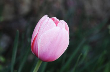 Lale, nilüfer ailesinde bulunan, gösterişli çiçekleri olan, otsu, çok yıllık, soğanlı bitkilerden oluşan Avrasya ve Kuzey Afrika cinleridir.. 
