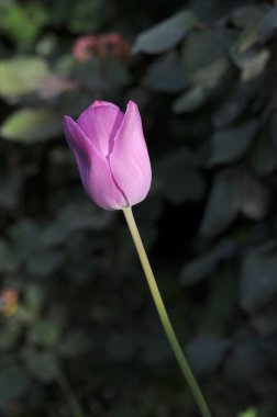 Lale, nilüfer ailesinde bulunan, gösterişli çiçekleri olan, otsu, çok yıllık, soğanlı bitkilerden oluşan Avrasya ve Kuzey Afrika cinleridir.. 