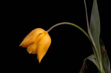 Lale, nilüfer ailesinde bulunan, gösterişli çiçekleri olan, otsu, çok yıllık, soğanlı bitkilerden oluşan Avrasya ve Kuzey Afrika cinleridir.. 