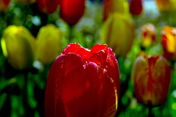 The tulip is a Eurasian and North African genus of perennial, bulbous plants in the lily family.It is a herbaceous herb with showy flowers, of which around 75 wild species are currently accepted.