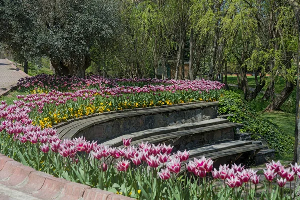 Tulipan Jest Eurazji Afryki Północnej Rodzaj Wieloletnich Bulw Roślin Rodzinie — Zdjęcie stockowe