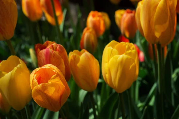 The tulip is a Eurasian and North African genus of perennial, bulbous plants in the lily family.It is a herbaceous herb with showy flowers, of which around 75 wild species are currently accepted.