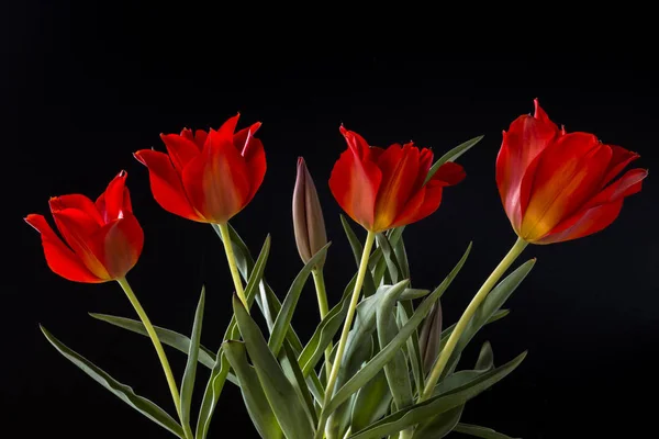 The tulip is a Eurasian and North African genus of perennial, bulbous plants in the lily family.It is a herbaceous herb with showy flowers, of which around 75 wild species are currently accepted.