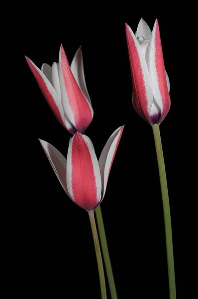 The tulip is a Eurasian and North African genus of perennial, bulbous plants in the lily family.It is a herbaceous herb with showy flowers, of which around 75 wild species are currently accepted.