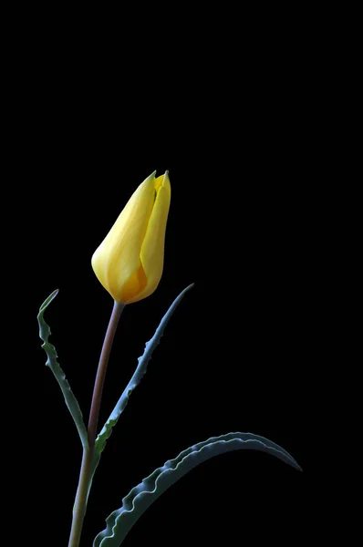 Tulp Een Geslacht Van Planten Uit Familie Van Lelie Luit — Stockfoto