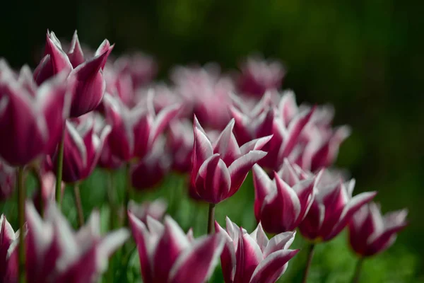 Les Tulipes Tulipa Forment Genre Géophytes Herbacés Bulbifères Vivaces Floraison — Photo