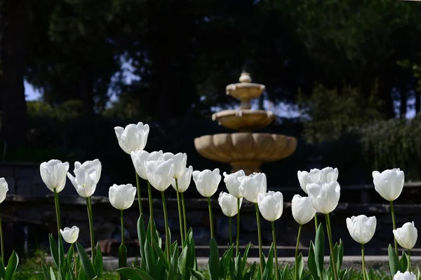 Тюльпаны Tulipa Образуют Род Весенне Цветущих Многолетних Травянистых Луковичных Геофитов — стоковое фото