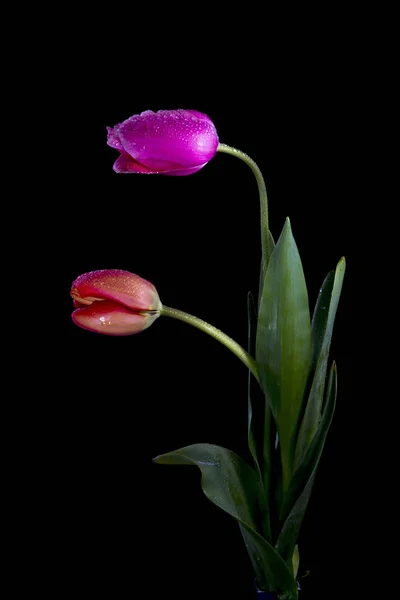 Tulpen Tulpen Bilden Eine Gattung Frühlingsblühender Mehrjähriger Krautiger Zwiebelgeophyten Deren — Stockfoto