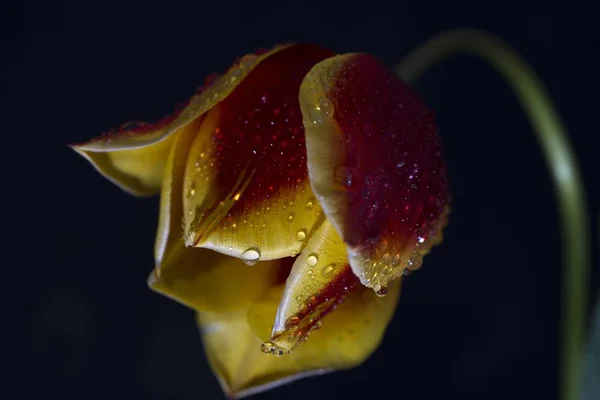 Tulpen Tulpen Bilden Eine Gattung Frühlingsblühender Mehrjähriger Krautiger Zwiebelgeophyten Deren — Stockfoto