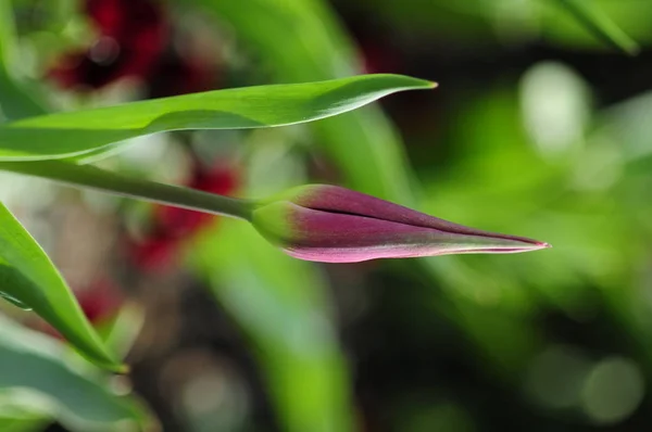チューリップは ユーラシアと北アフリカの草本 多年生 ユリ科の球根植物 派手な花の植物です — ストック写真