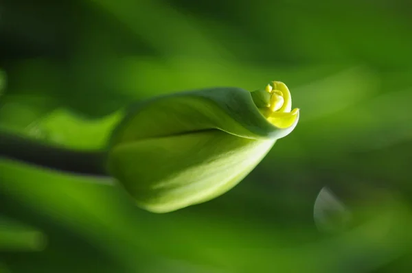 Tulipán Género Plantas Herbáceas Perennes Bulbosas Perteneciente Familia Los Lirios — Foto de Stock