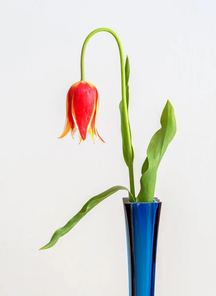 Tulipan Jest Eurazji Afryki Północnej Rodzaj Zielnych Wieloletnich Bulwiaste Rośliny — Zdjęcie stockowe