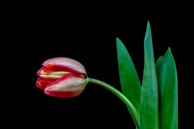 Lale, nilüfer ailesinde bulunan, gösterişli çiçekleri olan, otsu, çok yıllık, soğanlı bitkilerden oluşan Avrasya ve Kuzey Afrika cinleridir.. 