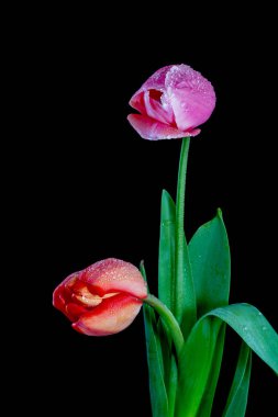 Lale, nilüfer ailesinde bulunan, gösterişli çiçekleri olan, otsu, çok yıllık, soğanlı bitkilerden oluşan Avrasya ve Kuzey Afrika cinleridir.. 