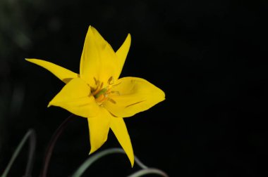Lale, zambak giller familyasından çok yıllık, soğanlı bitkilerden oluşan bir Avrasya ve Kuzey Afrika cinsine ait bir inanca ait bir bitkidir. Bu gösterişli çiçekler ile otsu bir bitki, hangi yaklaşık 75 yabani türler şu anda kabul edilmektedir.