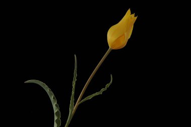 Lale, zambak giller familyasından çok yıllık, soğanlı bitkilerden oluşan bir Avrasya ve Kuzey Afrika cinsine ait bir inanca ait bir bitkidir. Bu gösterişli çiçekler ile otsu bir bitki, hangi yaklaşık 75 yabani türler şu anda kabul edilmektedir.