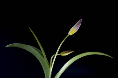 Lale, zambak giller familyasından çok yıllık, soğanlı bitkilerden oluşan bir Avrasya ve Kuzey Afrika cinsine ait bir inanca ait bir bitkidir. Bu gösterişli çiçekler ile otsu bir bitki, hangi yaklaşık 75 yabani türler şu anda kabul edilmektedir.