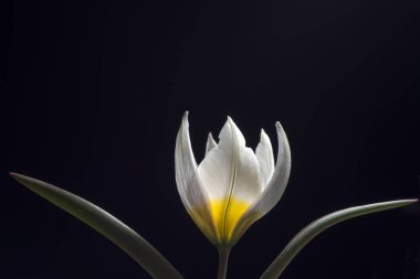 Lale, zambak giller familyasından çok yıllık, soğanlı bitkilerden oluşan bir Avrasya ve Kuzey Afrika cinsine ait bir inanca ait bir bitkidir. Bu gösterişli çiçekler ile otsu bir bitki, hangi yaklaşık 75 yabani türler şu anda kabul edilmektedir.