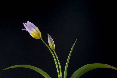 Lale, zambak giller familyasından çok yıllık, soğanlı bitkilerden oluşan bir Avrasya ve Kuzey Afrika cinsine ait bir inanca ait bir bitkidir. Bu gösterişli çiçekler ile otsu bir bitki, hangi yaklaşık 75 yabani türler şu anda kabul edilmektedir.