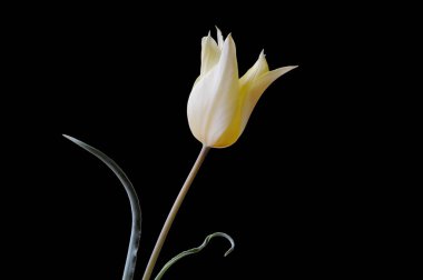 Lale, nilüfer ailesinde bulunan, gösterişli çiçekleri olan, otsu, çok yıllık, soğanlı bitkilerden oluşan Avrasya ve Kuzey Afrika cinleridir..