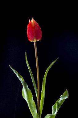 Lale, zambak giller familyasından çok yıllık, soğanlı bitkilerden oluşan bir Avrasya ve Kuzey Afrika cinsine ait bir inanca ait bir bitkidir. Bu gösterişli çiçekler ile otsu bir bitki, hangi yaklaşık 75 yabani türler şu anda kabul edilmektedir.