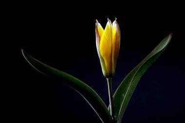 Lale, zambak giller familyasından çok yıllık, soğanlı bitkilerden oluşan bir Avrasya ve Kuzey Afrika cinsine ait bir inanca ait bir bitkidir. Bu gösterişli çiçekler ile otsu bir bitki, hangi yaklaşık 75 yabani türler şu anda kabul edilmektedir.