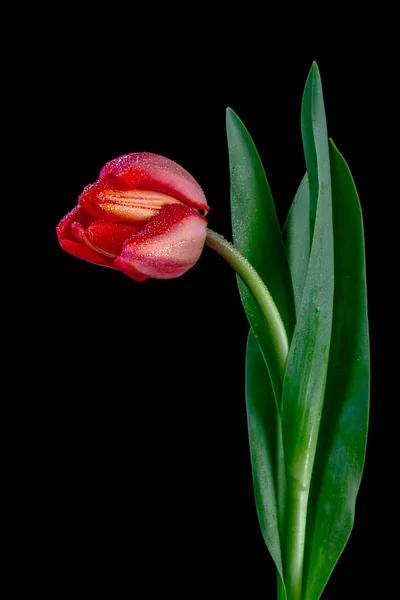 郁金香是欧亚和北非的草本植物 多年生 在百合家族中 有花朵 — 图库照片