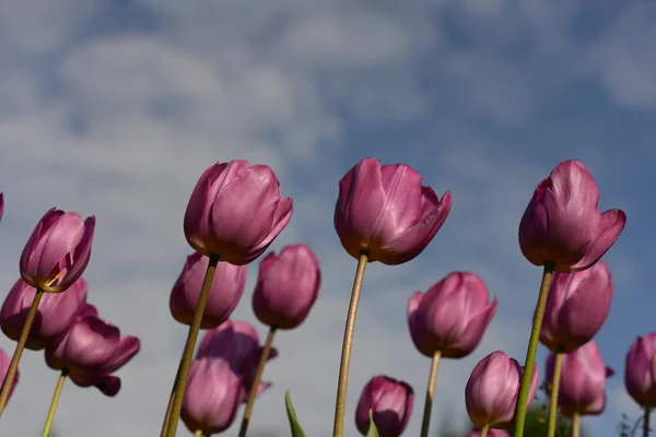 The tulip is a Eurasian and North African genus of herbaceous, perennial, bulbous plants in the lily family, with showy flowers.