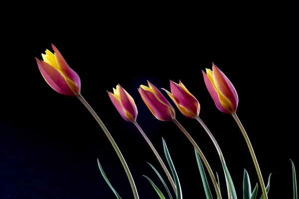 Tulipán Género Euroasiático Del Norte África Plantas Perennes Bulbosas Familia —  Fotos de Stock