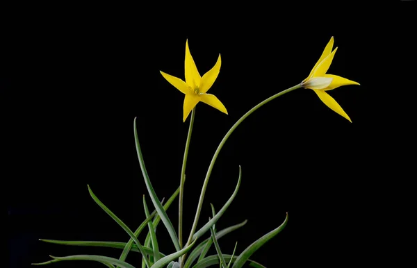 郁金香是欧亚和北非的多年生植物 在百合家族中 它是一种草本植物与炫耀的花朵 其中约75种野生物种目前接受 — 图库照片