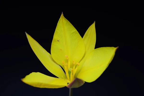 Die Tulpe Ist Eine Eurasische Und Nordafrikanische Gattung Mehrjähriger Zwiebelpflanzen — Stockfoto