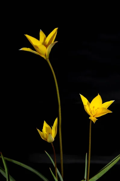 チューリップはユリ科の多年生のユーラシアと北アフリカの植物です 派手な花を持つ草本ハーブで そのうち約75種の野生種が現在受け入れられています — ストック写真