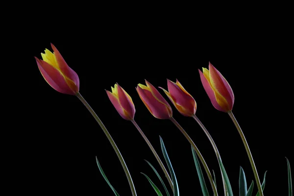 Тюльпан Является Евразийским Североафриканским Родом Многолетних Луковичных Растений Лилии Family — стоковое фото