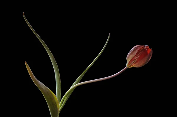 튤립은 가문에 다년생 식물의 유라시아와 북아프리카 속입니다 그것은 화사한 꽃이있는 — 스톡 사진